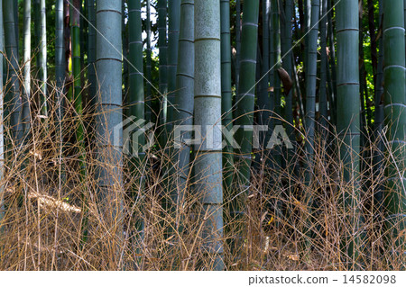 竹林 - 藍蓮花寺 14582098