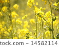 強姦開花 14582114