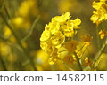 強姦開花 14582115