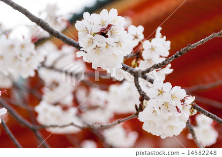 Heian Shrine Cherry Blossoms 14582248