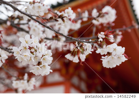 Heian Shrine Cherry Blossoms 14582249