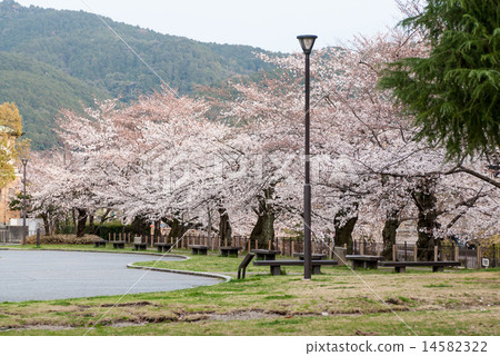Cherry blossoms at the Kyoto Municipal Museum of Art 14582322