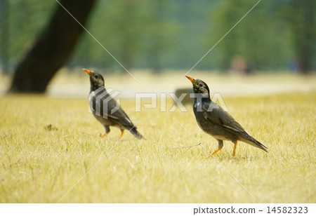 Mukudori同步 14582323