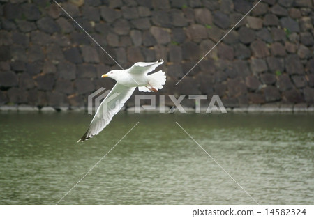 海鷗飛過皇宮裡面，也許它會很快移動？ 14582324