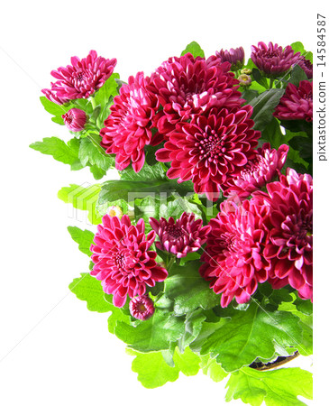 Bouquet of Chrysanthemums Isolated 14584587