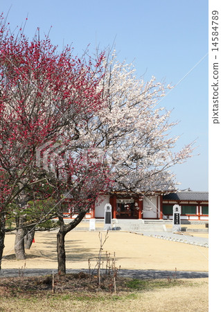 在Yakushiji寺廟的梅梅 14584789
