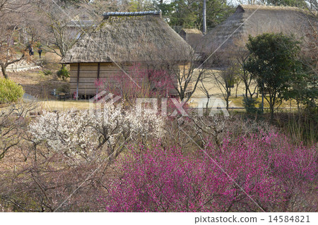 Rural Kabuki stage behind 14584821