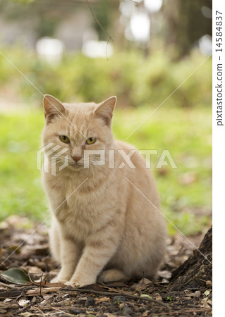 在像草的植物中的流浪貓stuttering 14584837