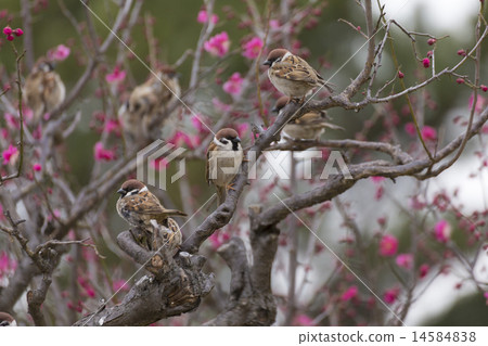 早春李子和栗子 14584838