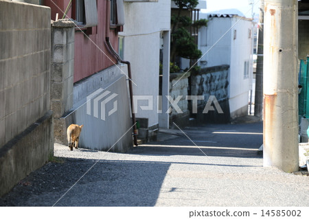 貓人行道 14585002