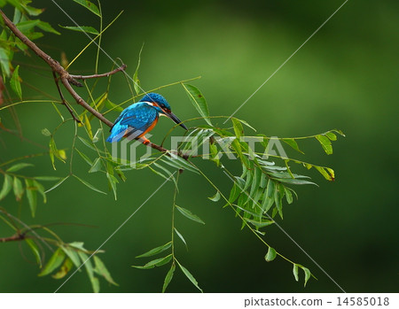 Common Kingfisher - Alcedo atthis Common Kingfisher - Alcedo atthis 14585018