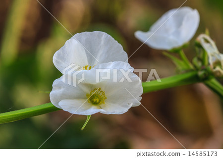 Texas mud baby flower Texas mud baby flower 14585173