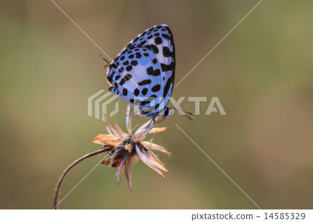 Beautiful Butterfly 14585329