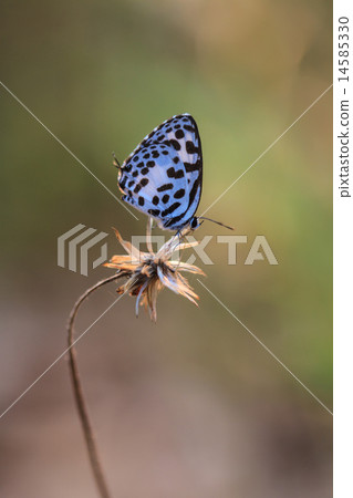 Beautiful Butterfly 14585330