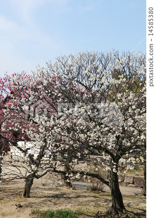 Yakushiji寺梅 Yakushiji寺梅 14585380