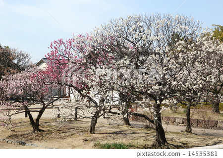 Yakushiji寺梅 Yakushiji寺梅 14585381