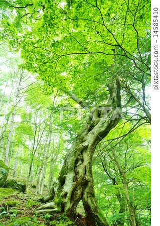 Old tree Old tree 14585410