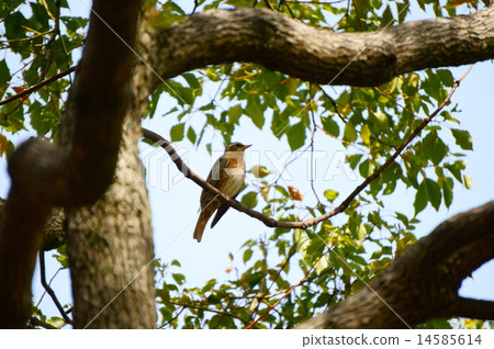 Honey thrush Honey thrush 14585614