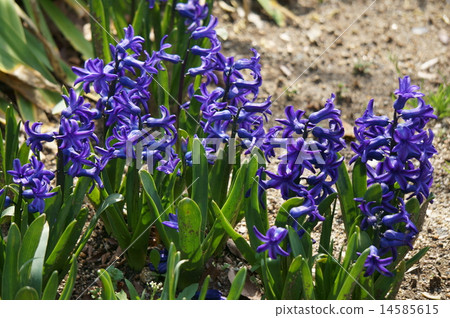 Hyacinth Hyacinth 14585615