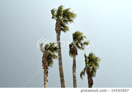 Palm Tree Blowing In The Wind 14585667