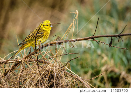 Yellowhammer sitting on a branch in nature 14585790