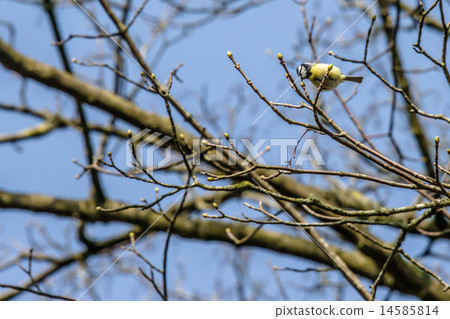 Parus Major bird on a twig 14585814