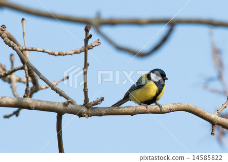 Parus Major bird looking for food 14585822