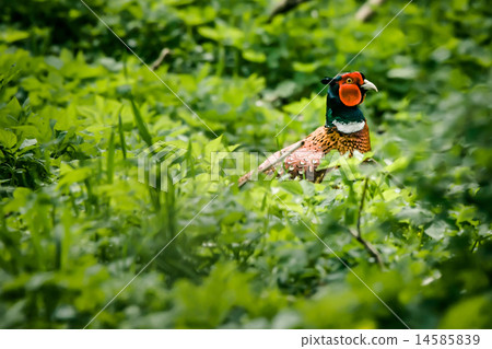 Pheasant male in nature 14585839