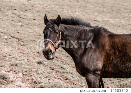Horse standing on a dusty field 14585840