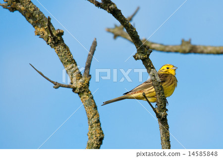Yellowhammer sitting on a branch 14585848