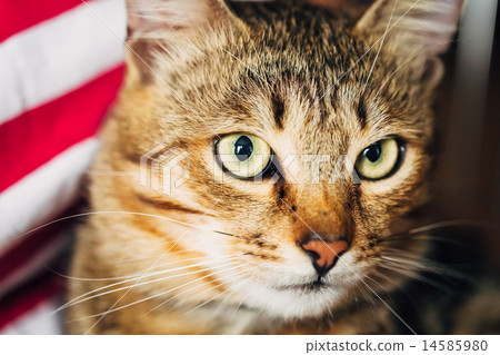 Close Up Portrait Tabby Male Kitten Cat Close Up Portrait Tabby Male Kitten Cat 14585980