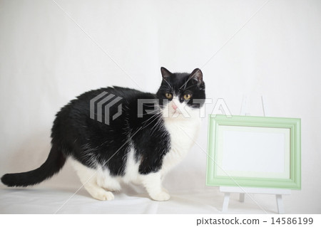 精品網和白板 14586199