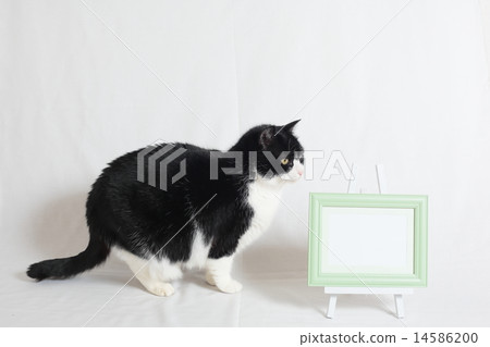 Boutique net and white board 14586200