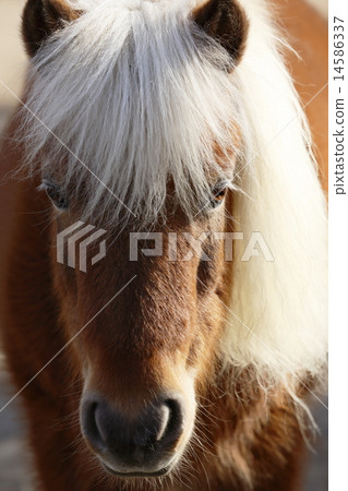 Pony Pony 14586337