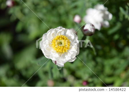 Flower cane 14586422