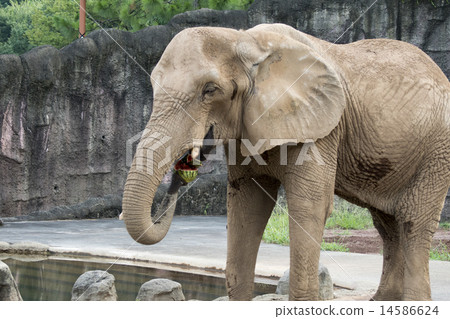 多摩動物園非洲大象 14586624