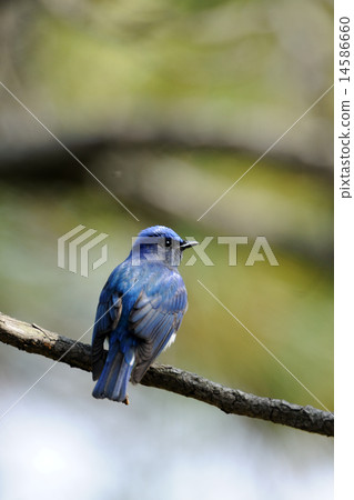 奧里 奧里 14586660