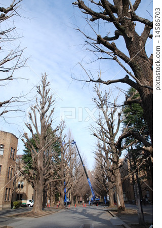 修剪·東京大學的銀杏樹 14586703