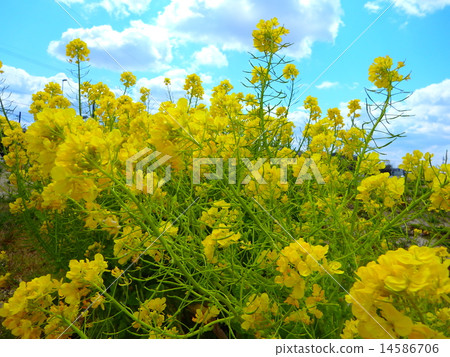 強姦開花 14586706