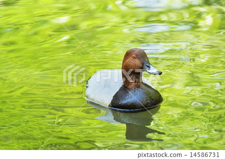 Portrait of duck on the water Portrait of duck on the water 14586731