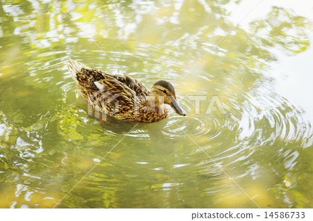 Duck on the water Duck on the water 14586733