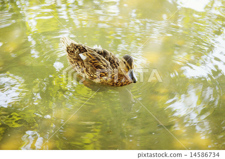 Portrait  of duck 14586734