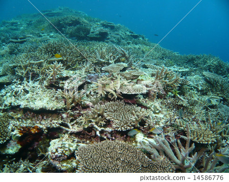 Various corals of Iriomote Island 14586776