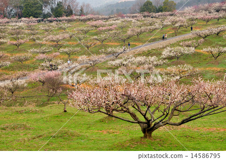 Idebarye plum forest 14586795