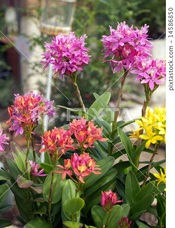 Epidendoramu 14586850