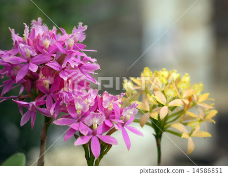 Epidendrum Epidendrum 14586851
