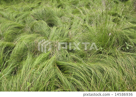 silky grass silky grass 14586936