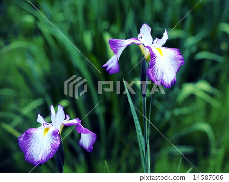 Iris 14587006