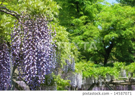Wisteria and green 14587071