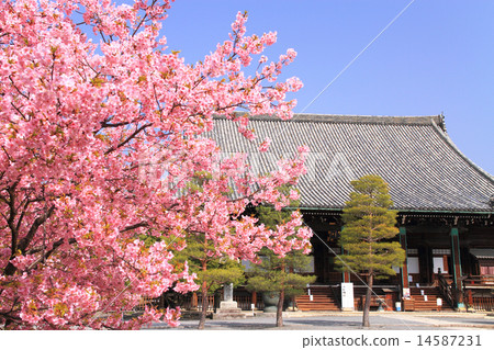 3月京都光洋寺,正殿和河津櫻花 3月京都光洋寺,正殿和河津櫻花 14587231